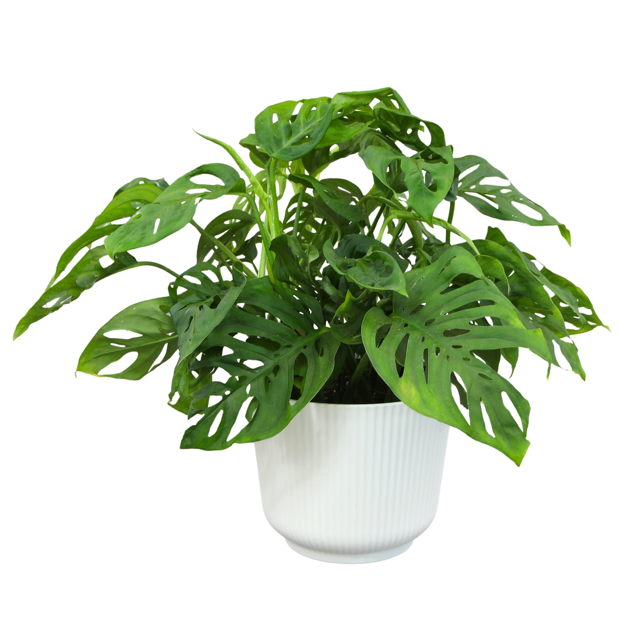 Large Monstera Adansonii in White Planter