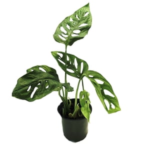 Swiss Cheese Plant - Monstera adansonii - 4" Pot