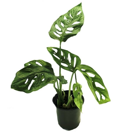 Swiss Cheese Plant - Monstera adansonii - 4" Pot