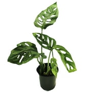 Swiss Cheese Plant - Monstera adansonii - 4" Pot
