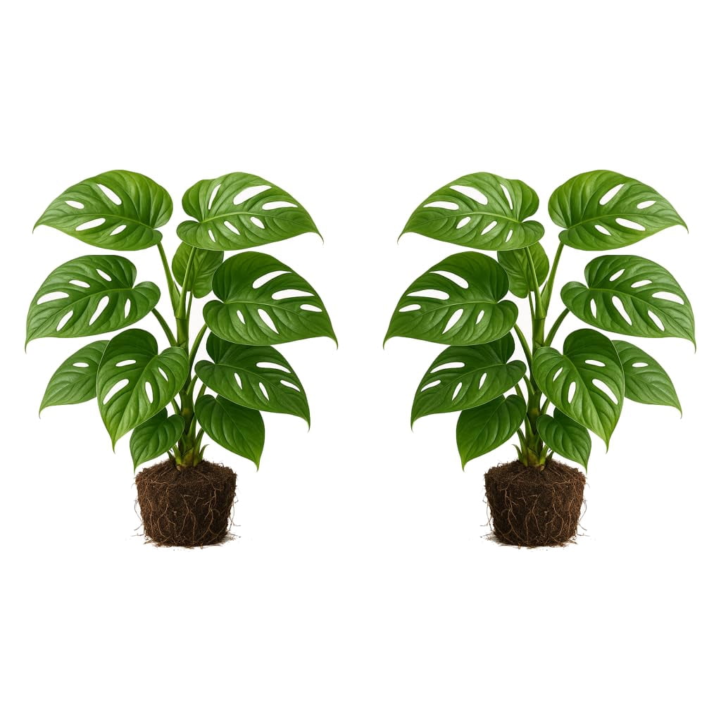 Swiss Cheese Vine Monstera Starter Plants - 2 Pack, 4-8 In, Bright ...