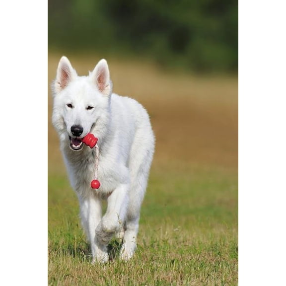 Swiss Shepherd: The White Swiss Shepherd Dog Became the 219th Pedigree Dog Breed to Be Recognized by the Kennel Club in October 2017.