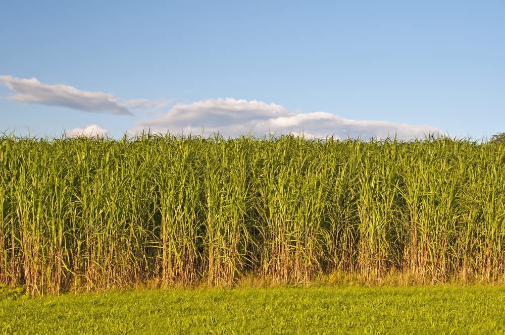 Switchgrass Seeds for Planting - Fast Growing and Hardy Prairie Grass, Bio Fuel Grass or Privacy (1 Pound)