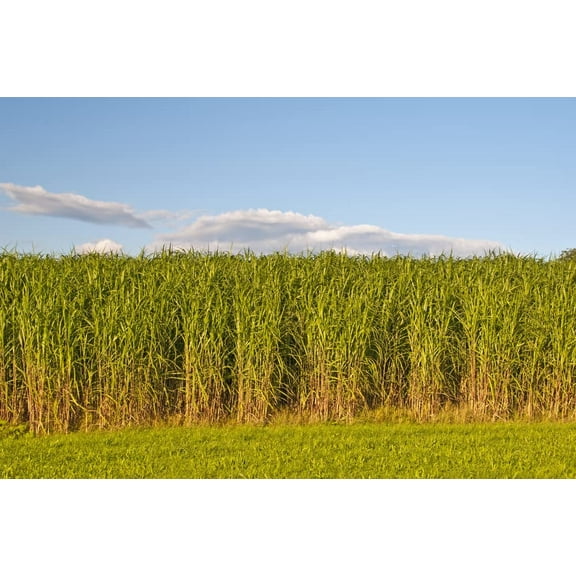 Switchgrass Seeds for Planting - Fast Growing and Hardy Prairie Grass, Bio Fuel Grass or Privacy (10 Pounds)