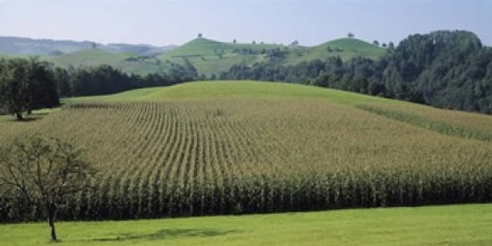 Switzerland Canton Zug Panoramic view of Cornfields Canvas Art - Panoramic Images (24 x 12)