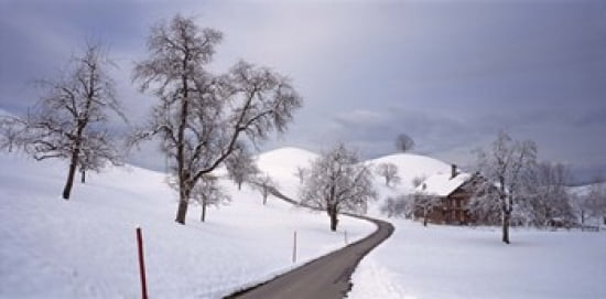 Switzerland Canton of Zug Linden trees on a snow covered landscape Canvas Art - Panoramic Images (24 x 12)