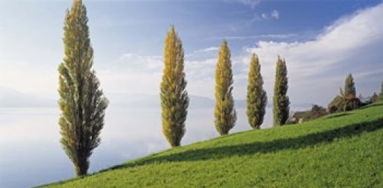 Switzerland Lake Zug Row of Populus Trees near a lake Canvas Art - Panoramic Images (24 x 12)