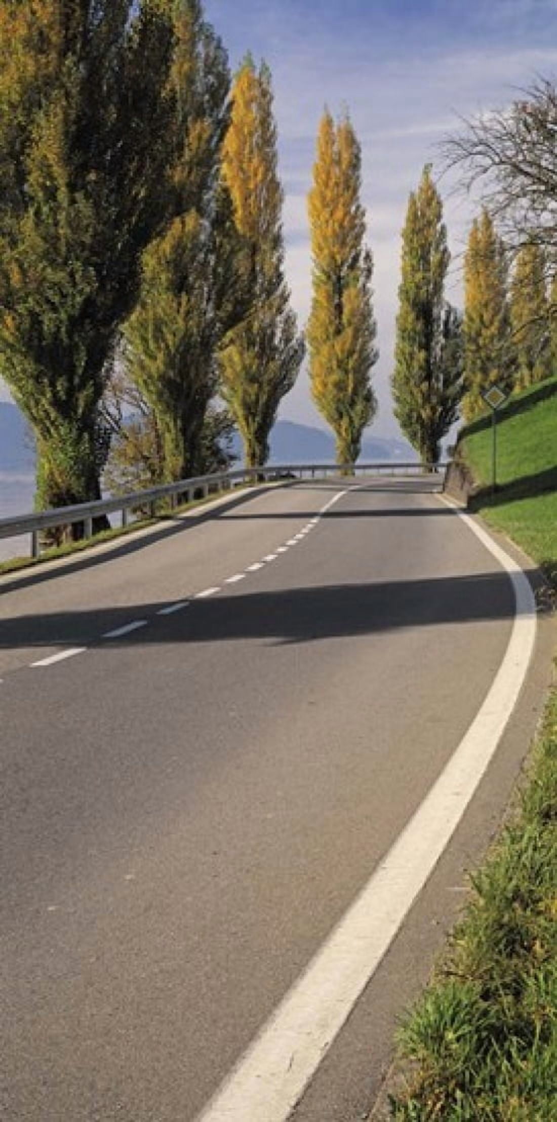 Switzerland Lake Zug View of Populus Trees lining a road Canvas Art - Panoramic Images (24 x 12)