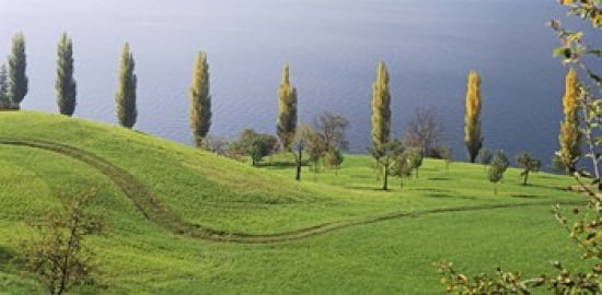 Switzerland Lake Zug View of a row of Poplar Trees Canvas Art - Panoramic Images (24 x 12)