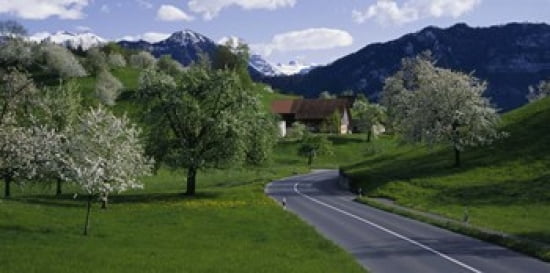 Switzerland Luzern trees road Canvas Art - Panoramic Images (24 x 12)