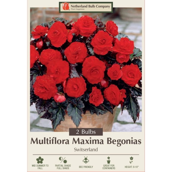 Switzerland Multiflora Maxima Begonia - 2 Bulbs 6/+cm Bulbs - Dark Foliage