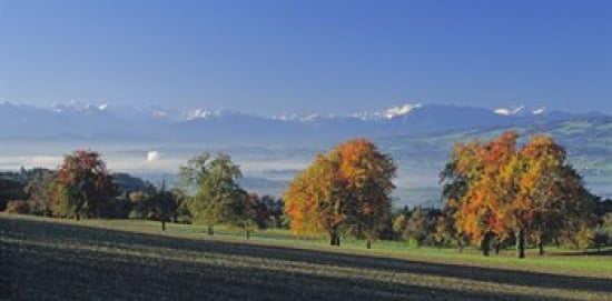 Switzerland Reusstal Panoramic view of Pear trees in the Swiss Midlands Canvas Art - Panoramic Images (24 x 12)