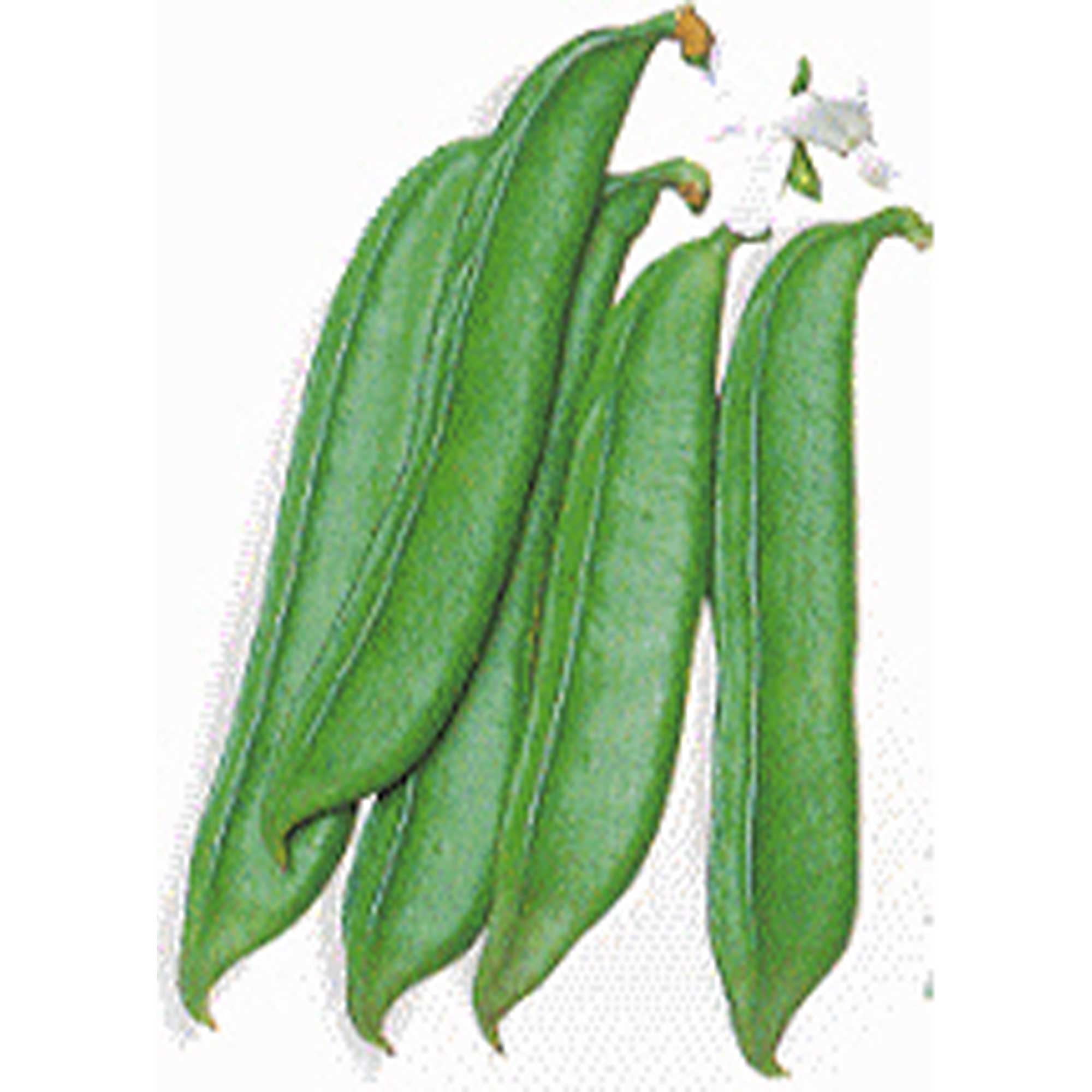 Sword Bean - Shironata Mame - 1 Lb ~352 Seeds - Non-GMO, Heirloom - Asian Garden Vegetable