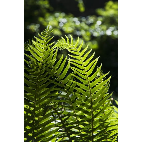 Sword fern grows in the forest; Elsie Oregon United States of America Poster Print by Robert L. Potts / Design Pics (1