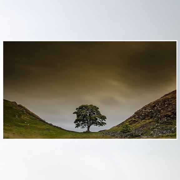 Sycamore Gap Hadrians Wall Poster Wall Art, Modern Wall Decor, 8x12 UNFRAMED
