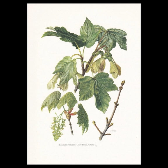 Sycamore Maple Botanical Print, Unframed Paper Poster 8x10in