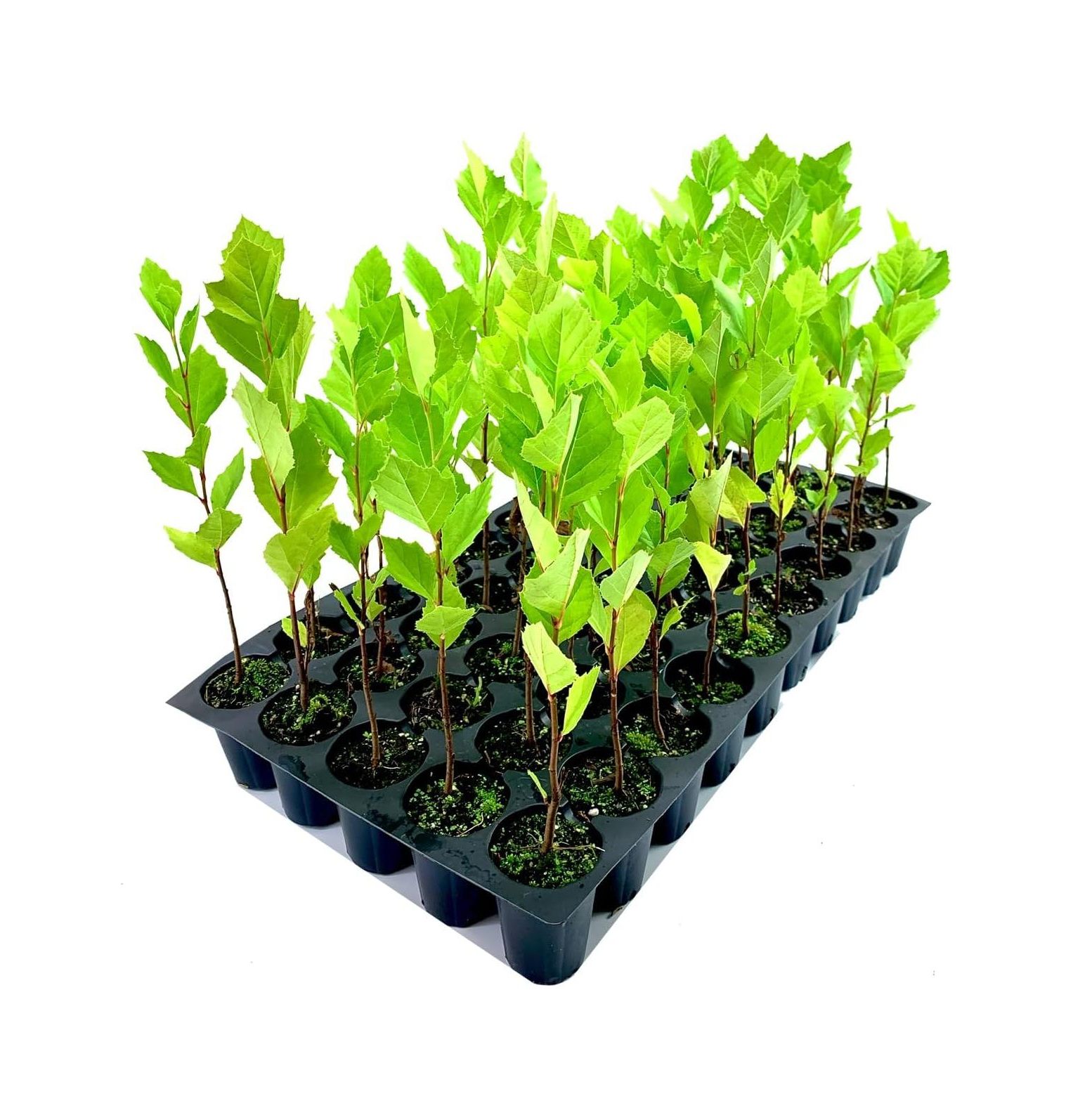 Sycamore Tree 10 Live Plants Platanus Occidentalis Hardy, Fast