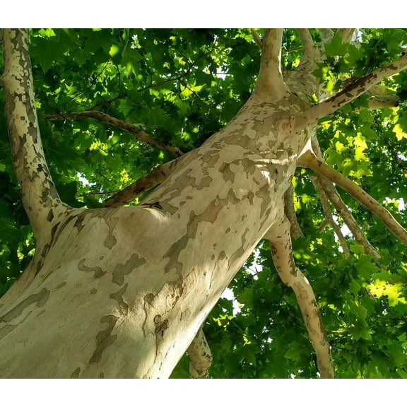 Sycamore Tree Seedlings for Planting | Live Tree Seedling with Attractive Bark and Large Canopy for Cool Shade (3 Seedlings)