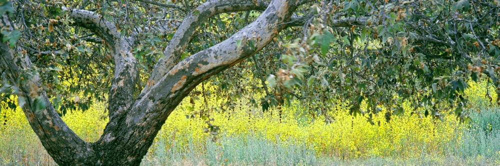 Sycamore tree in mustard field San Clemente Canyon San Diego County California USA Canvas Art - Panoramic Images (36 x 12)