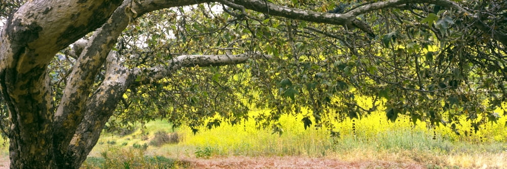 Sycamore tree in mustard field in spring at San Clemente Canyon San Diego County California USA Canvas Art - Panoramic Images (36 x 12)