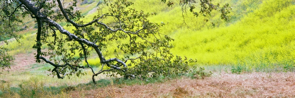 Sycamore tree in mustard field in spring at San Clemente Canyon San Diego County California USA Canvas Art - Panoramic Images (36 x 12)