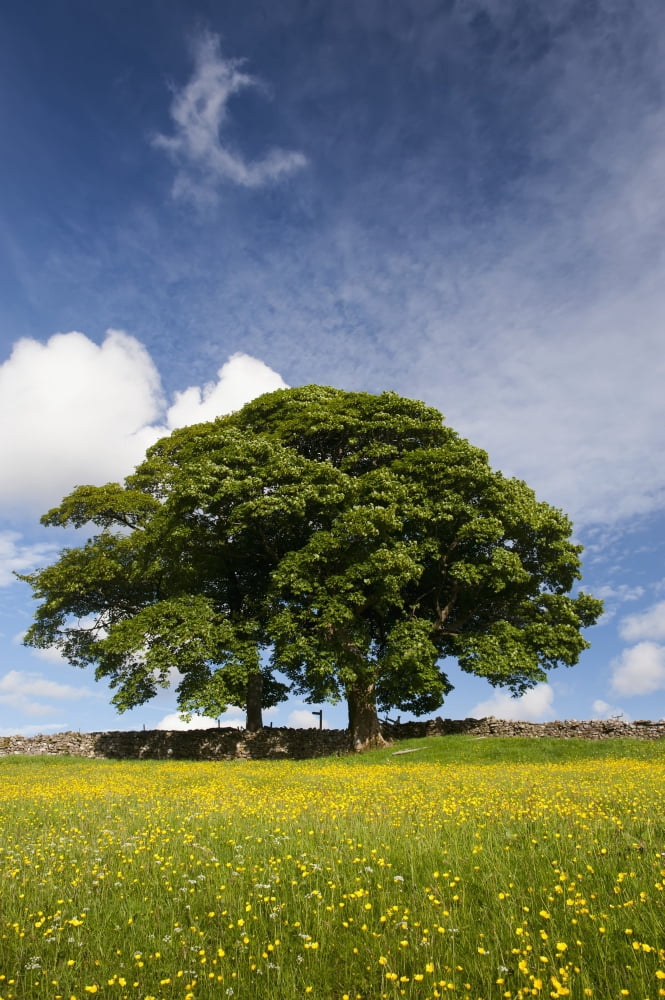 Sycamore tree on the edge of a traditional upland hay meadow Cumbria England Canvas Art - Wayne Hutchinson Design Pics (24 x 38)