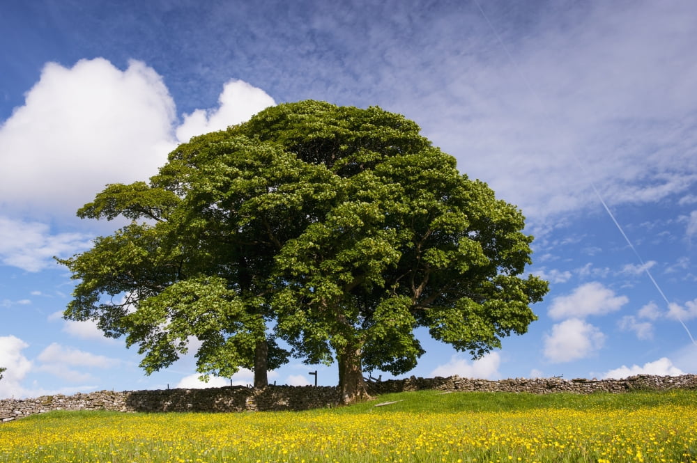Sycamore tree on the edge of a traditional upland hay meadow Cumbria England Canvas Art - Wayne Hutchinson Design Pics (38 x 24)
