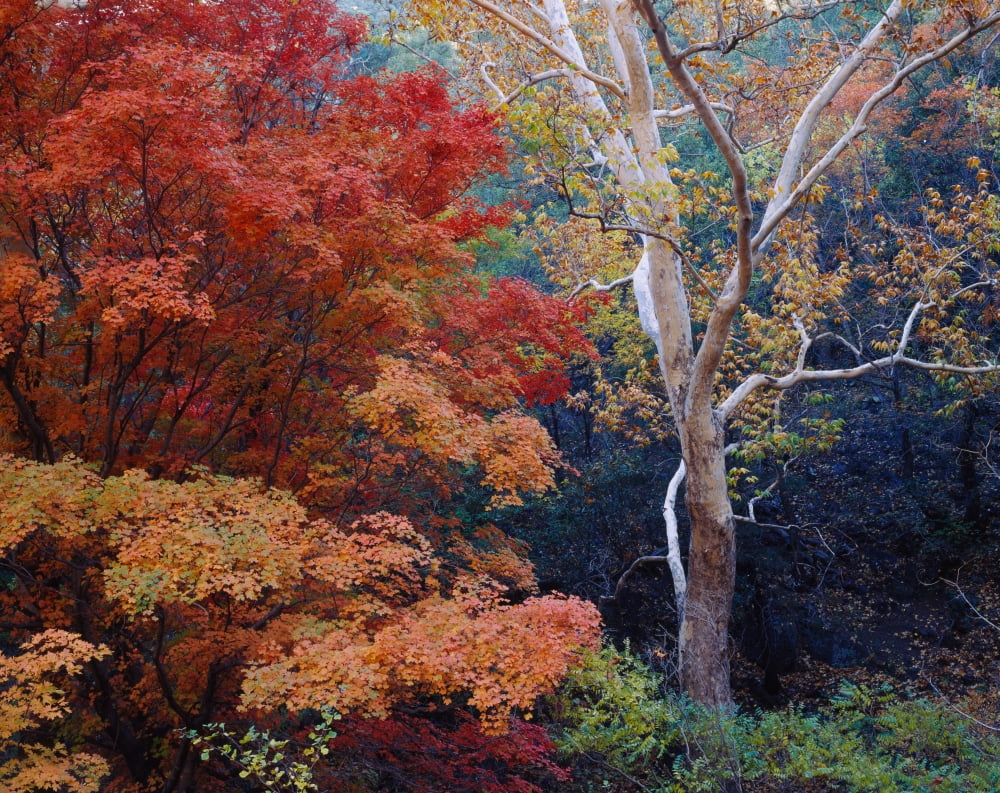 Sycamore trees and Bigtooth maple (Acer grandidentatum) trees in a forest Garden Canyon Huachuca Mountains Coronado National Forest Arizona USA Canvas Art - Panoramic Images (9 x 27)
