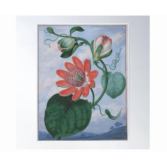 Sydenham Teak Edwards' Winged Passionflower Botanical Illustration (1799) Gouache On Vellum Poster Wall Art For Living Room Bedroom
