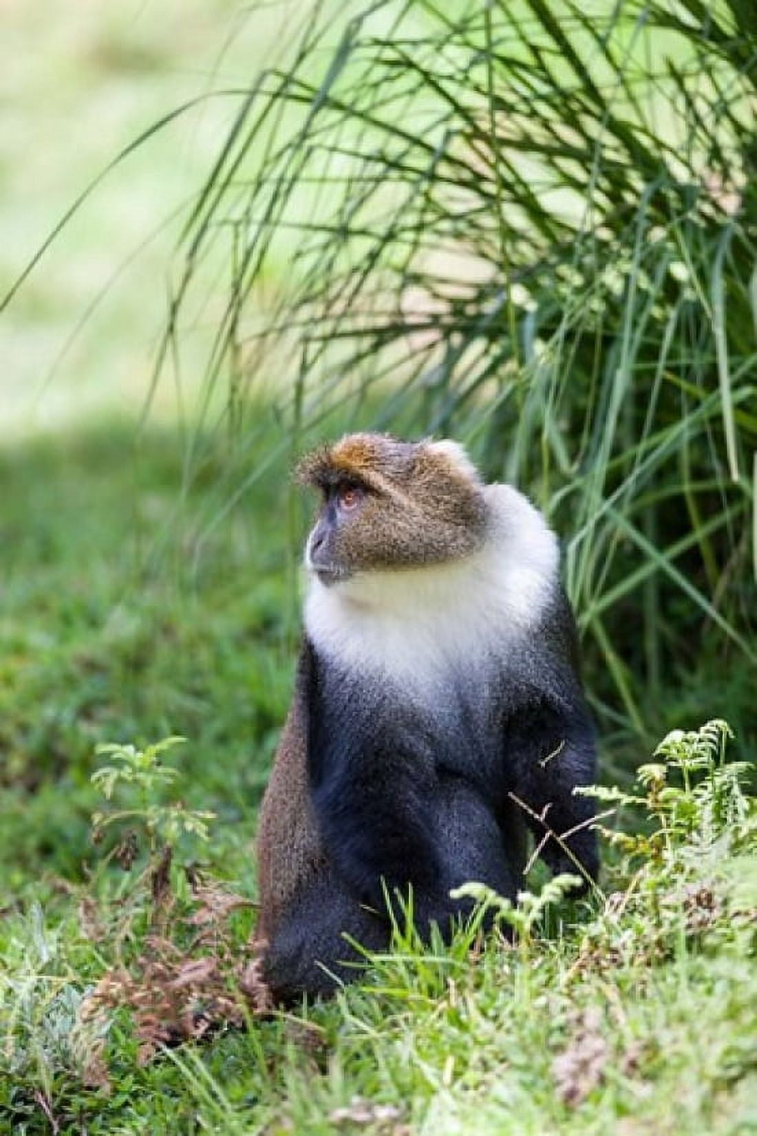 Sykes monkey foraging in the Aberdare NP Kenya Africa Canvas Art - Martin Zwick DanitaDelimont (17 x 25)