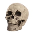 thumbnail image 1 of Sylvtty Halloween Skull Head Decor Plastic Realistic Human Skull Figurine for Graveyard Scene Haunted House Bar Home Table Decorations, 1 of 7