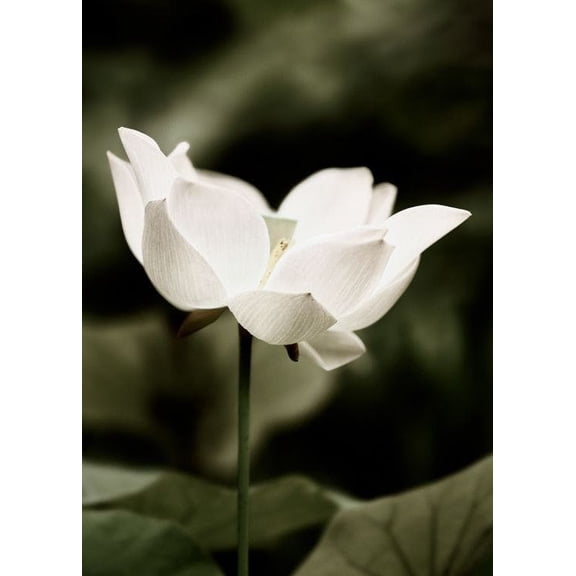 Symbol Of Peace Print Wall Art, Modern Wall Decor For Living Room Bedroom, 8x12 UNFRAMED