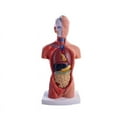 thumbnail image 1 of Symkmb Torso Mannequin Anatomy Doll 15 Removable Parts Educational Organ Model Human Internal Organ Anatomy Model pvc Photo Color, 1 of 7