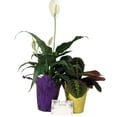 thumbnail image 1 of Sympathy Duo- Peace Lily & Prayer Plant - Send Thoughts and Prayers- 4" pots/2 plants, 1 of 2