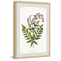 Sympathy Ferns Framed Painting Print