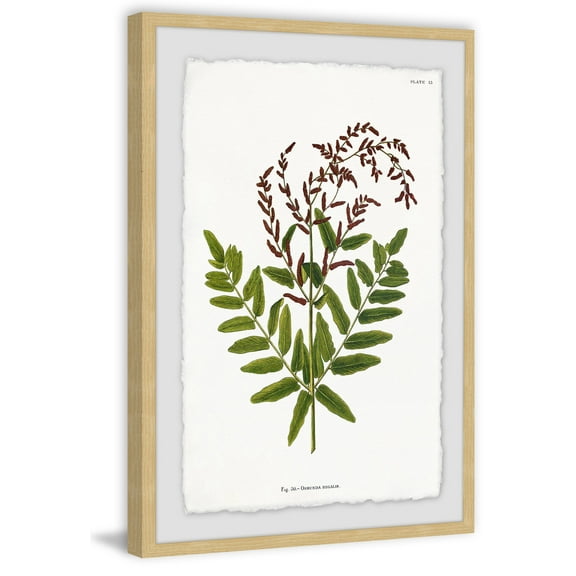 Sympathy Ferns Framed Painting Print