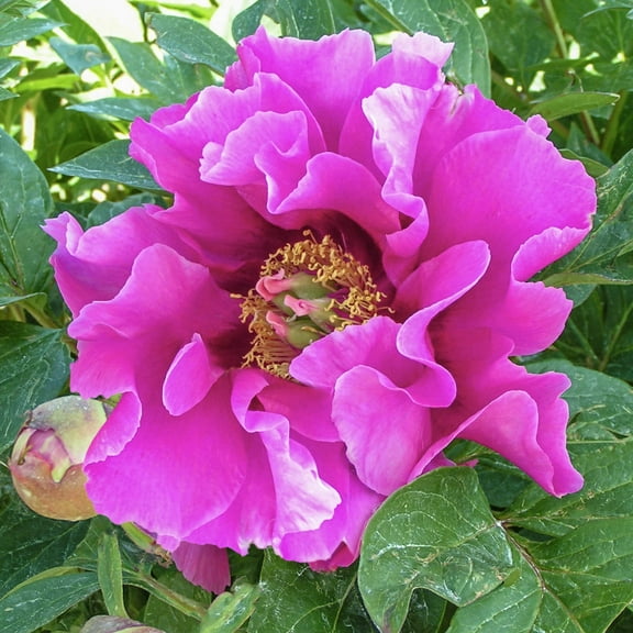 Symphonie Pourpre Pink Flowering Itoh Peony Dormant Bare Root Perennial Starter Plnat Root, One Plant per Offer