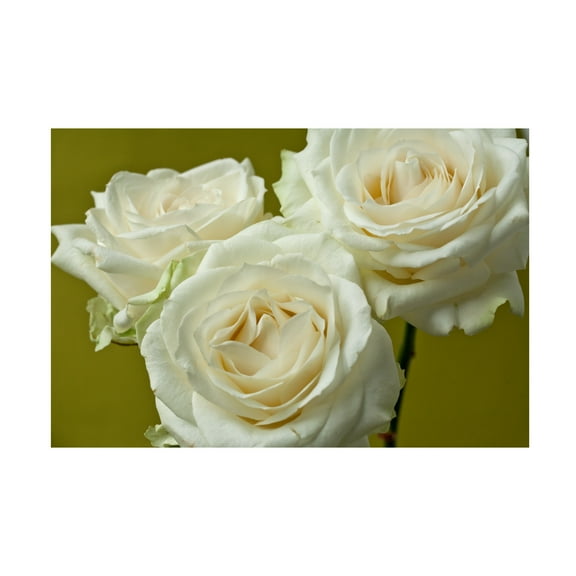 Symposium Design 'Cream Roses' Canvas Art