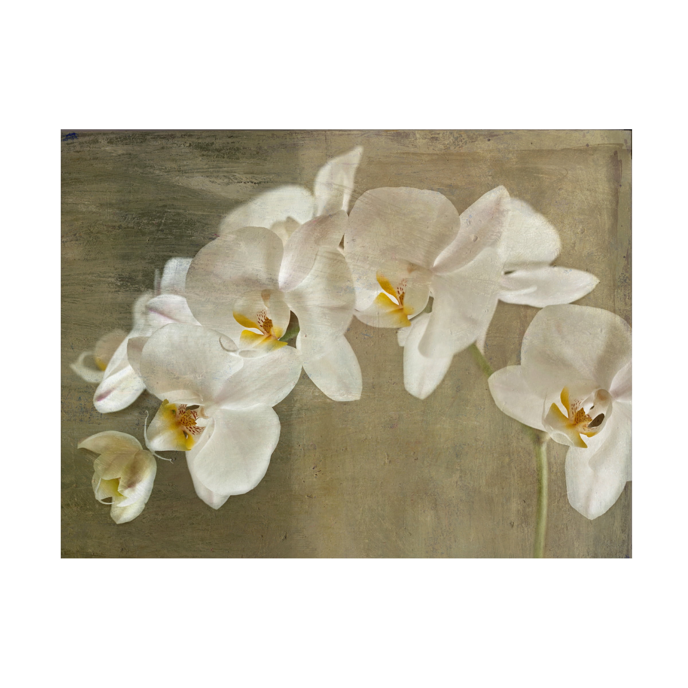 Large Tan and Brown Orchid Canvas Print