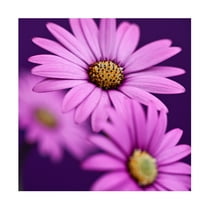 Symposium Design 'Plum Daises III' Canvas Art