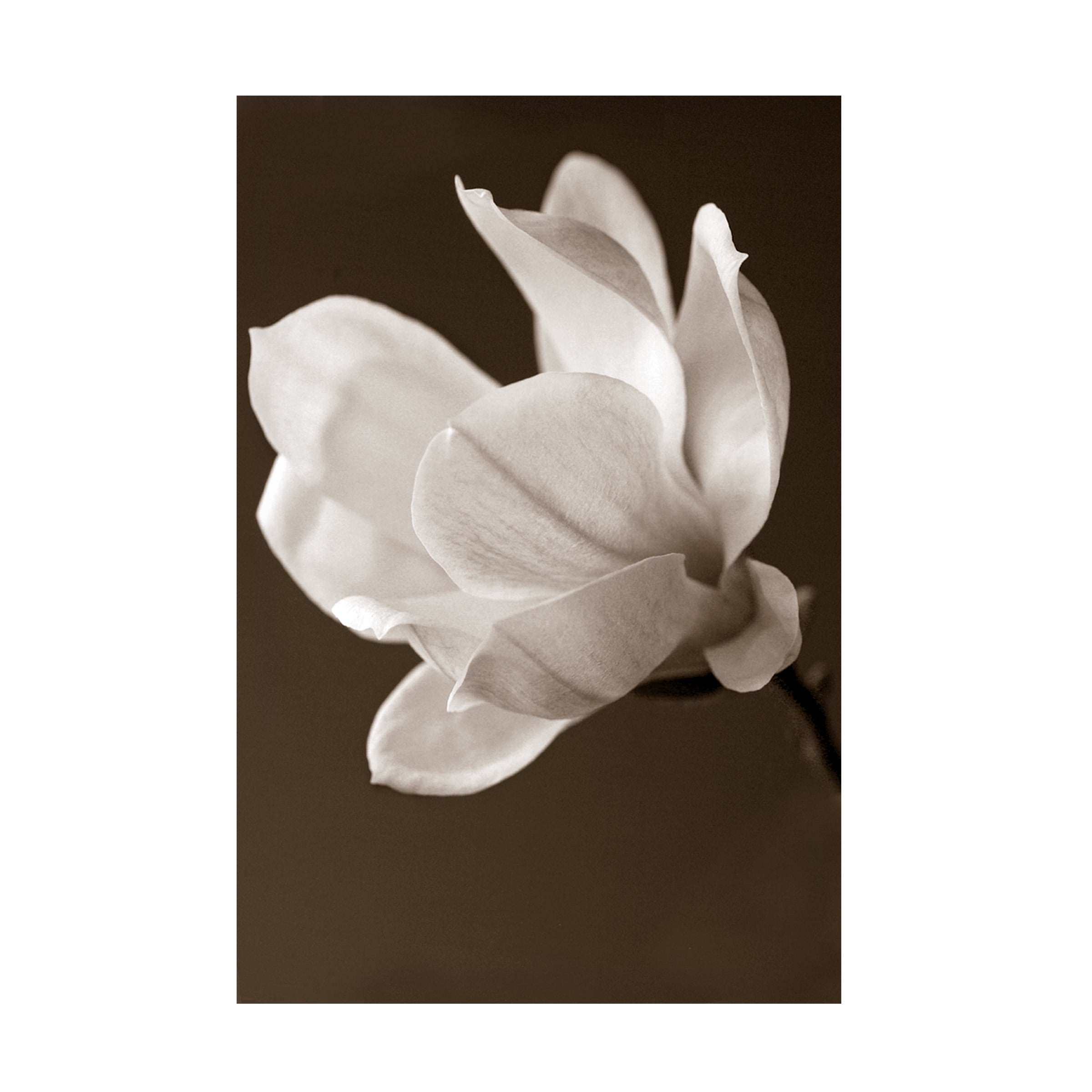Sepia Magnolia 30" x 47" Canvas Art Print