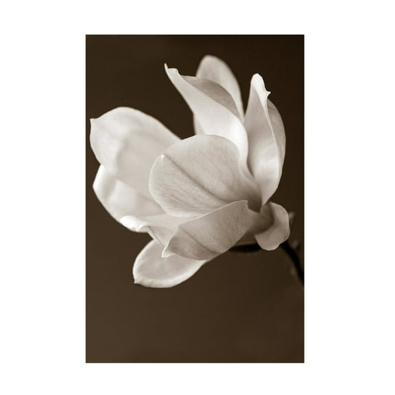 Symposium Design 'Sepia Magnolia' Canvas Art