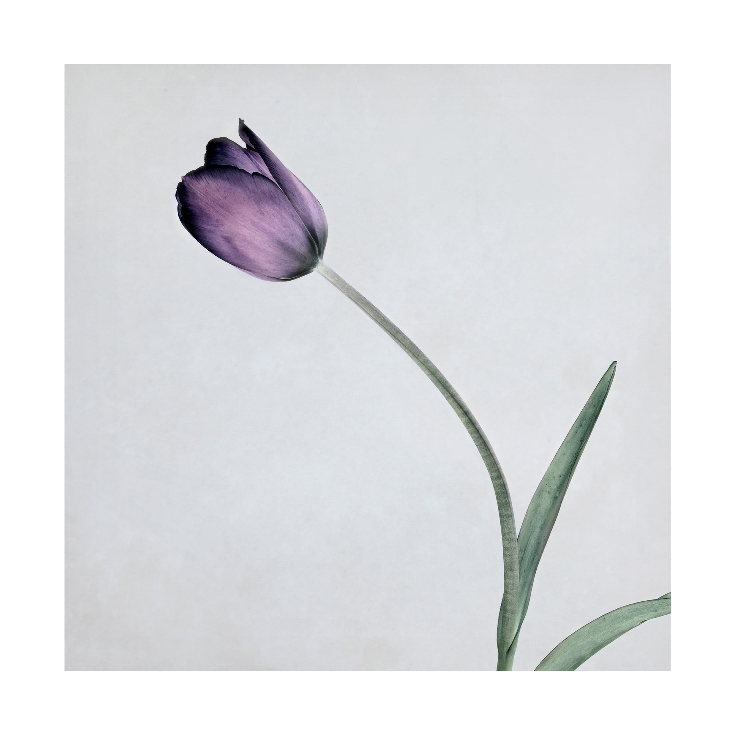 Symposium Design 'Tulip II' Canvas Art - Walmart.com