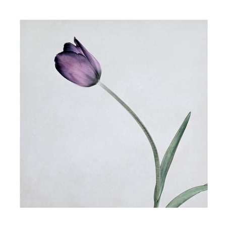 Symposium Design 'Tulip II' Canvas Art