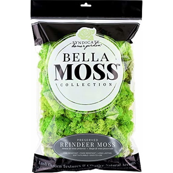 Syndicate Home & Garden Bella Moss Preserved Reindeer Moss, Chartreus, 200 cu in
