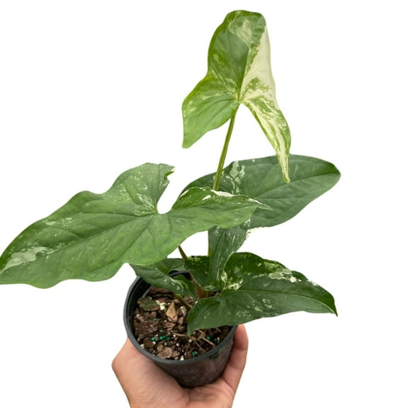 Syngonium 'Albo Variegata', 4" Pot, Indoor Houseplant, Easy Care, Live Plant for Indoor & Outdoor