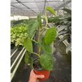thumbnail image 1 of Syngonium Chiapense 'Ice Frosted Heart' - Live Air-Purifying Indoor Plant in Nursery Pot – Easy Care, Low Maintenance Houseplant for Home & Office Decor, Natural Air Cleaner, Best for Beginners, 1 of 7