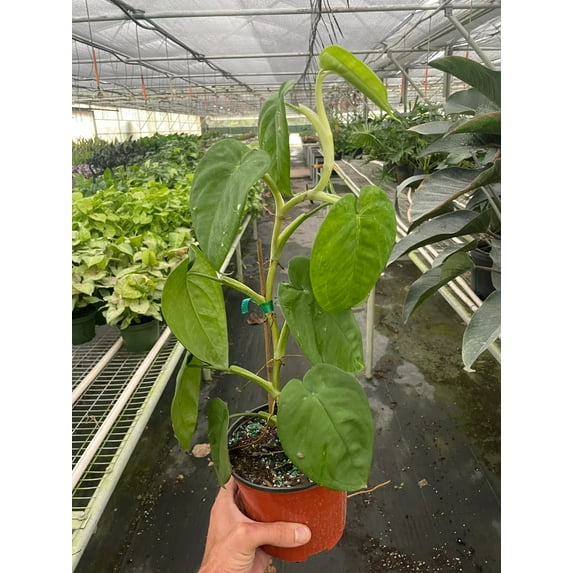 Syngonium Chiapense 'Ice Frosted Heart' - Live Air-Purifying Indoor Plant in Nursery Pot – Easy Care, Low Maintenance Houseplant for Home & Office Decor, Natural Air Cleaner, Best for Beginners