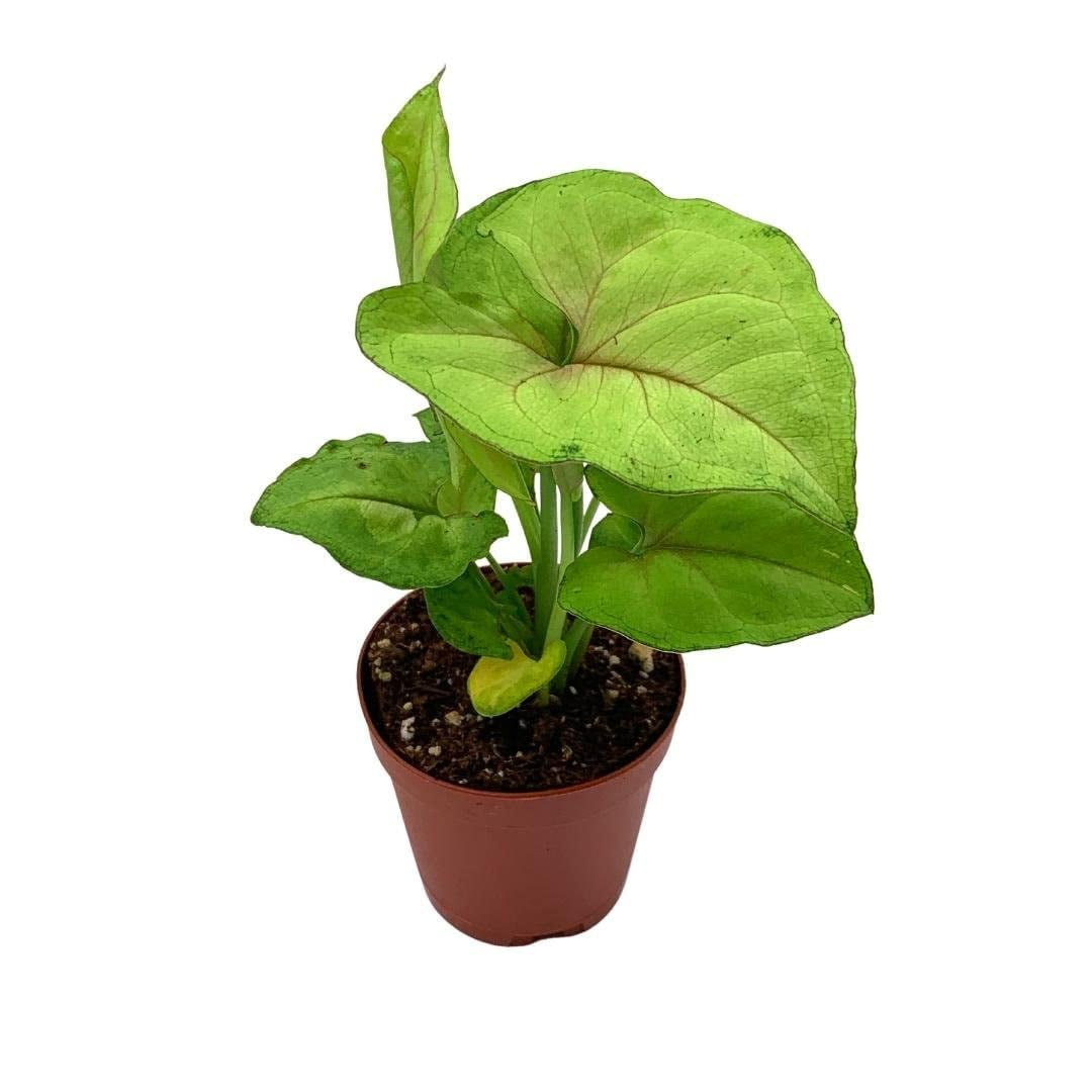 Syngonium Cream Allusion in 2 inch Pot, Well Rooted Live Starter House