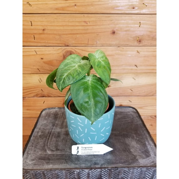 Syngonium Frosted Heart, 4" Plant, The Plant Farm